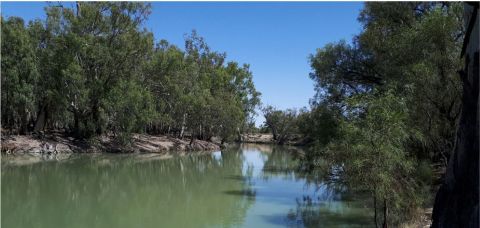 Freshwater algae & cyanobacteria